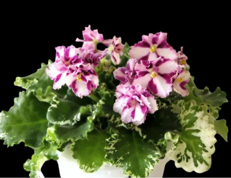 Poza net - Mac s Crystal Cupid -chimera