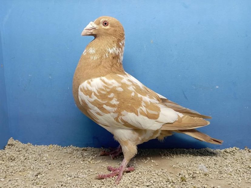  - Nu îmi aparțin 11