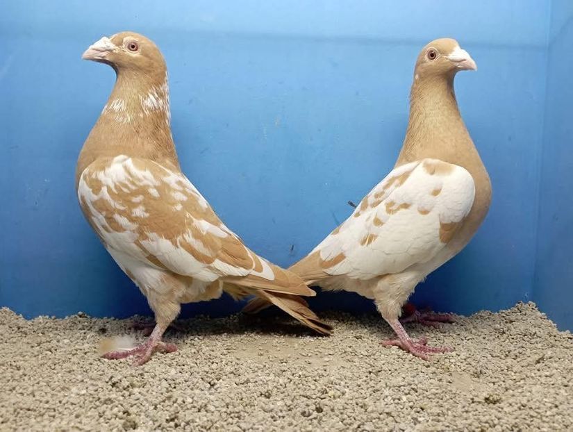  - Nu îmi aparțin 11