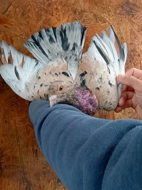  - Nu îmi aparțin 11