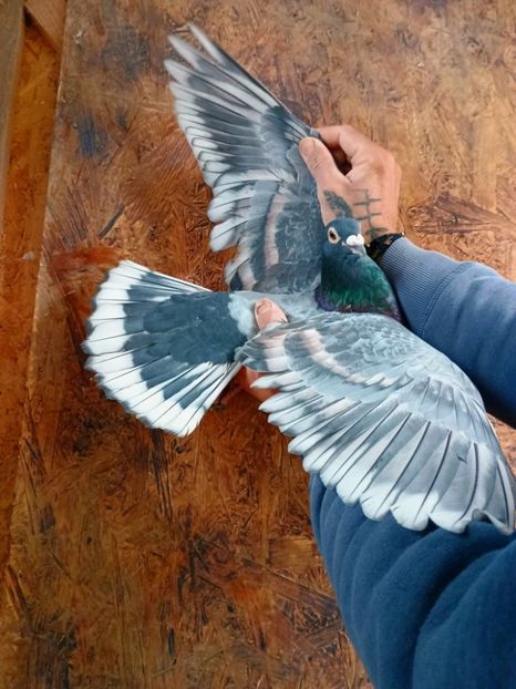  - Nu îmi aparțin 11