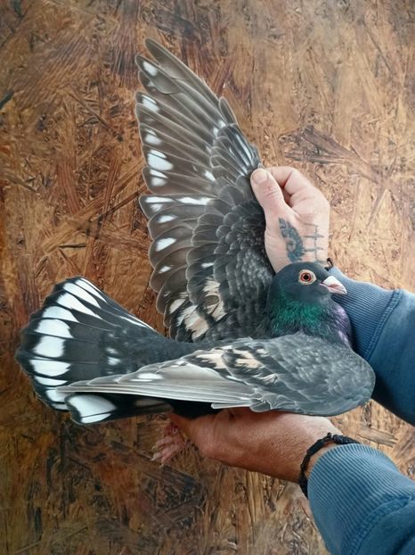  - Nu îmi aparțin 11