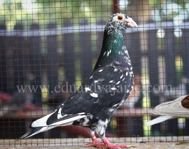  - Nu îmi aparțin 11