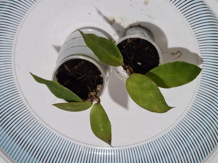 Un nou început - Cv Patricia