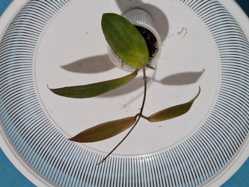 Nr 2 - Blashernaezii Alex