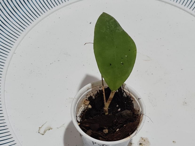 Un nou început - Mindorensis pinkish-orange