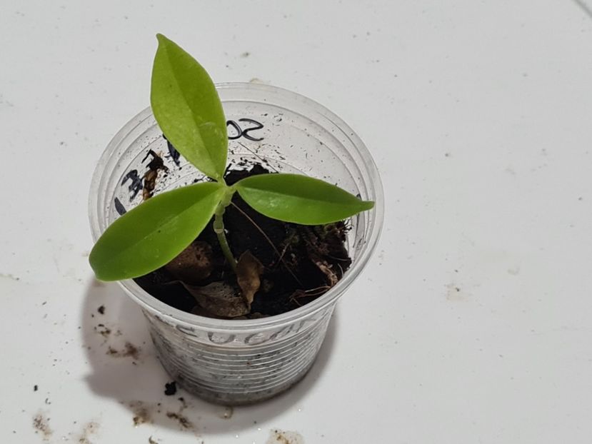  - Schneei Leucorhoda