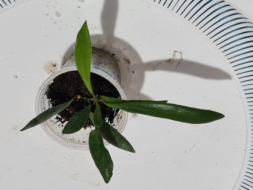 Un nou început - Loherii