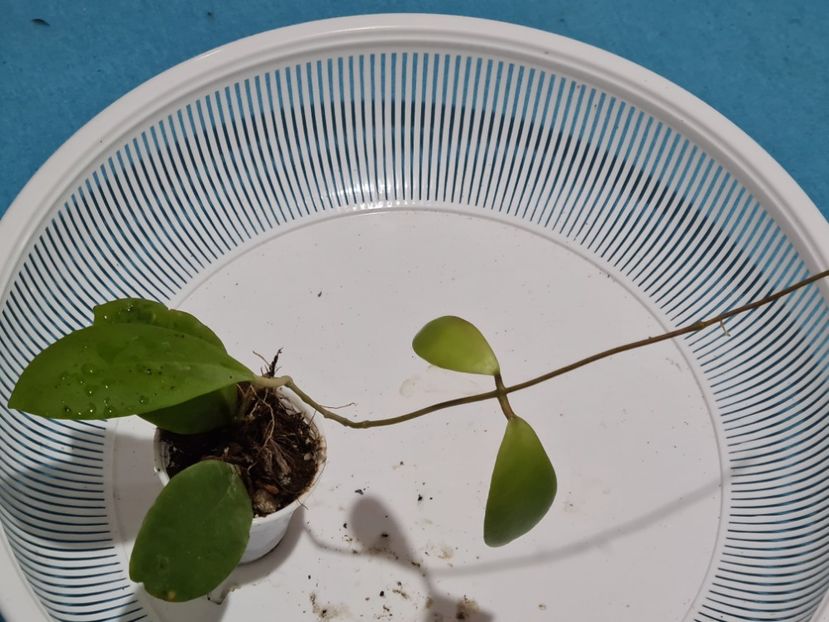 Nr 2 - Mindorensis pinkish-orange