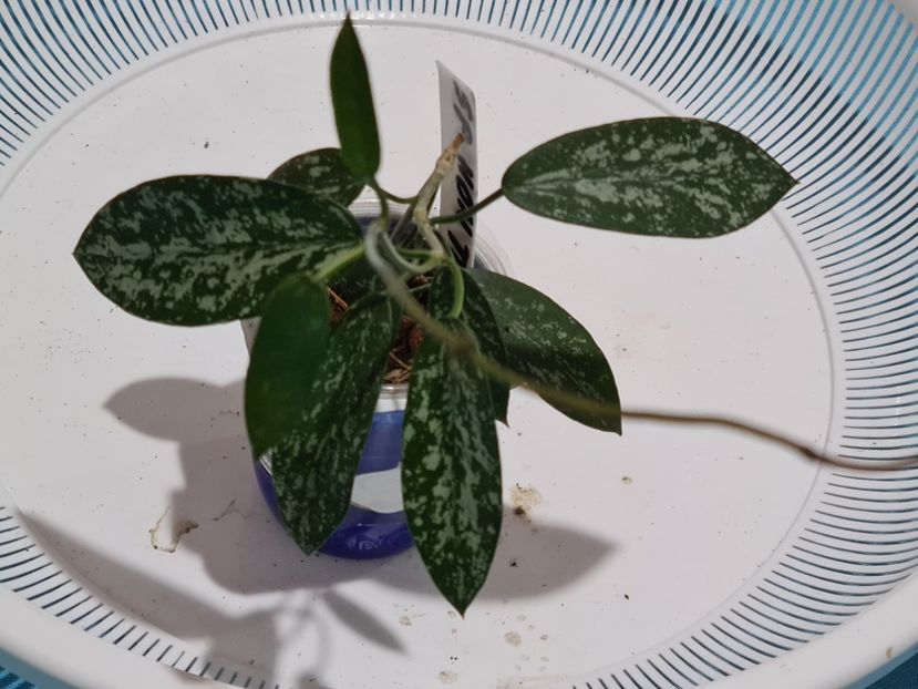  - Sp non thom Sungwookii