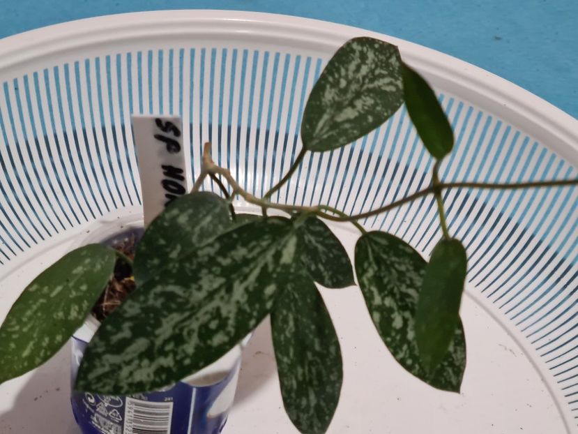  - Sp non thom Sungwookii