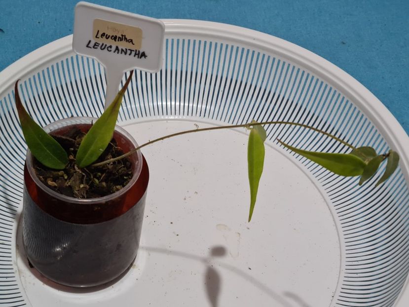 Nr 2 - Leucantha