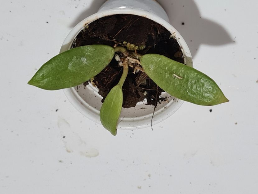 Nr 2 - Cv silver lady