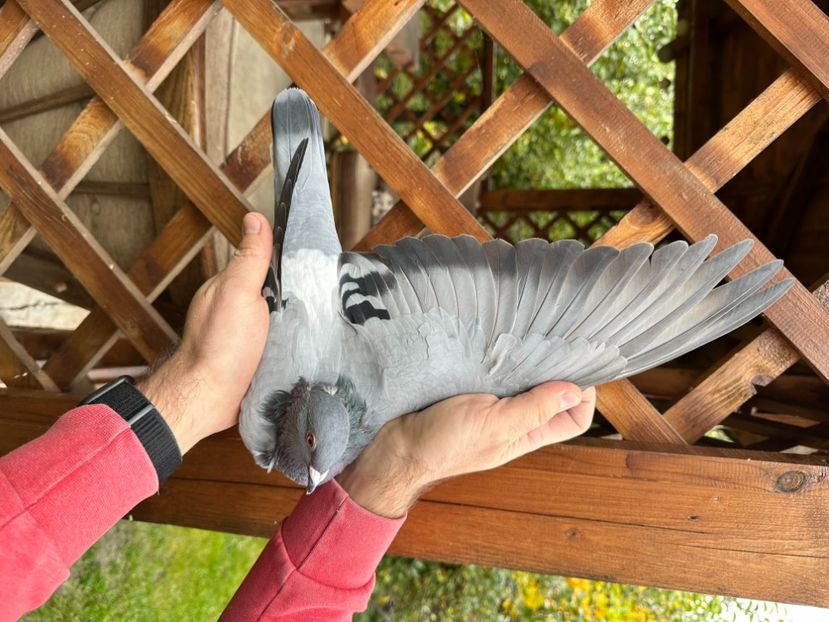 1. 929-25 - 5 - De vanzare