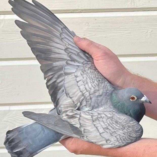  - Nu îmi aparțin 11