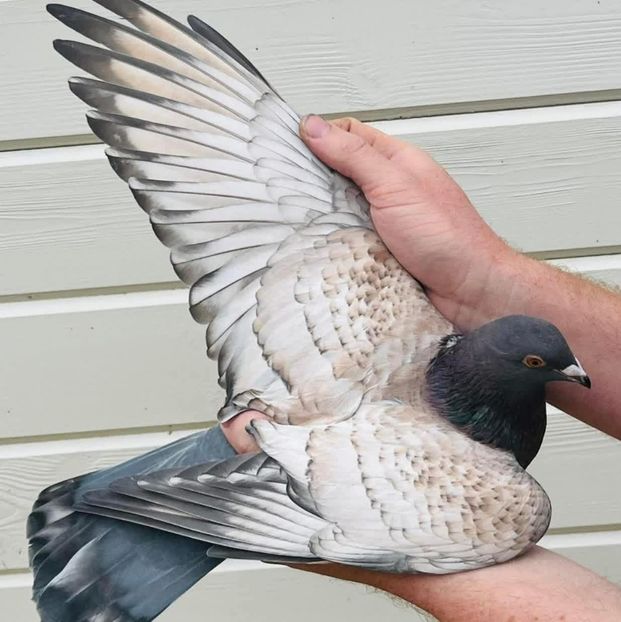  - Nu îmi aparțin 11