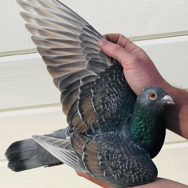  - Nu îmi aparțin 11