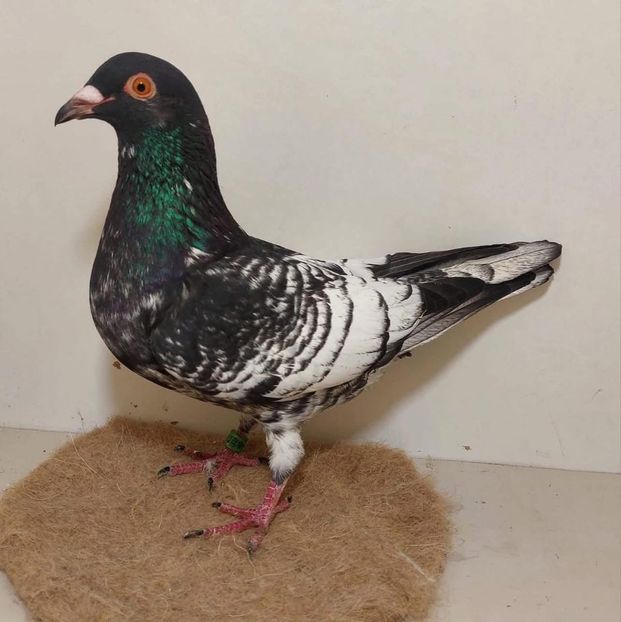  - Nu îmi aparțin 11