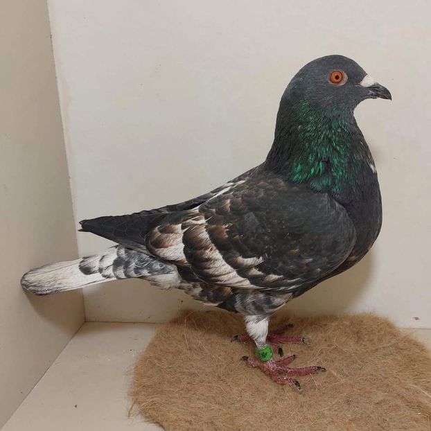  - Nu îmi aparțin 11