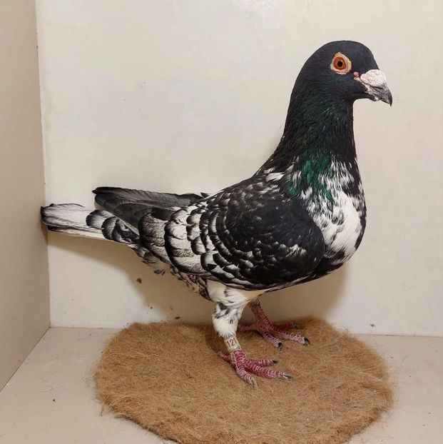  - Nu îmi aparțin 11