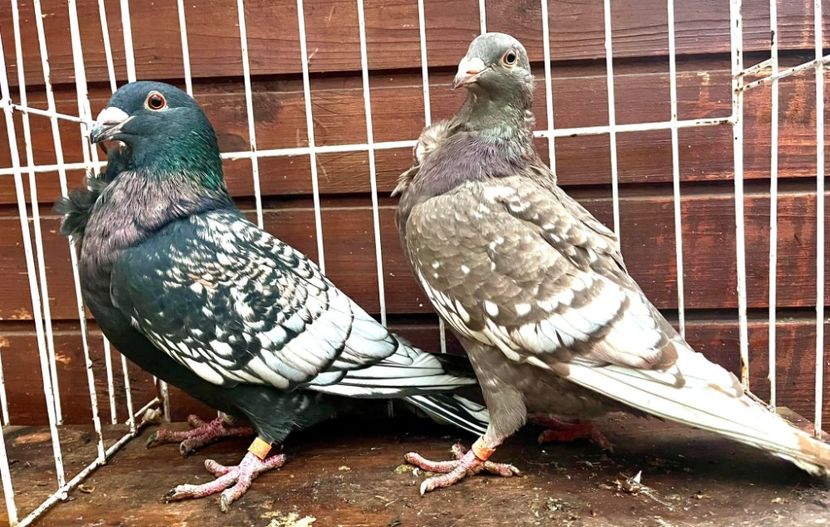  - Nu îmi aparțin 11