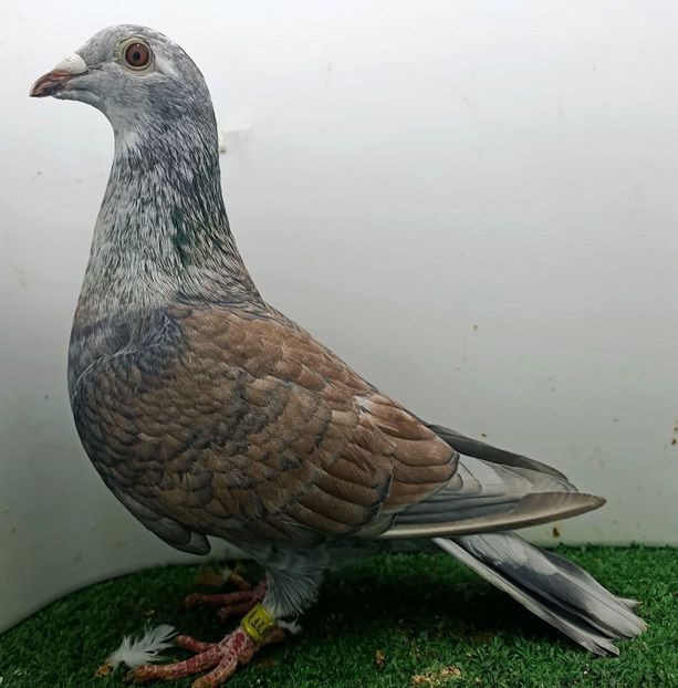  - Nu îmi aparțin 11