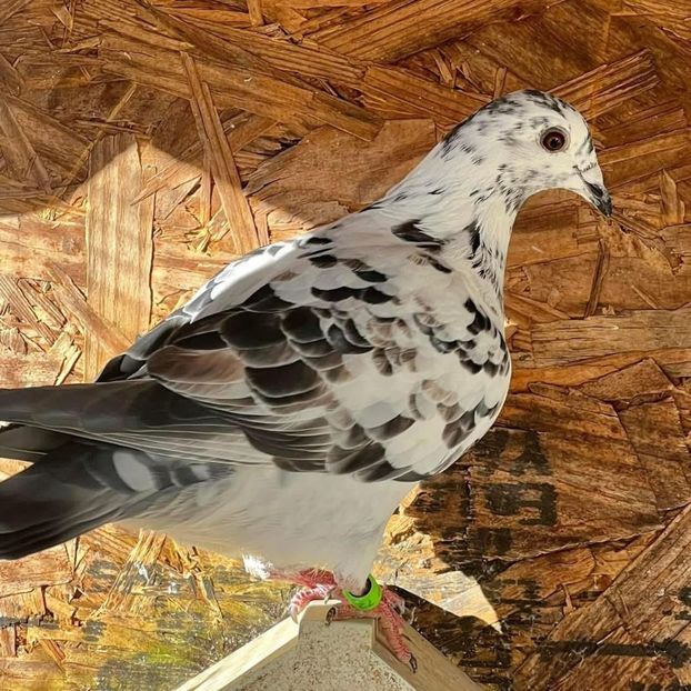  - Nu îmi aparțin 11