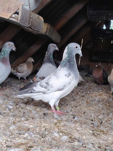  - Nu îmi aparțin 11