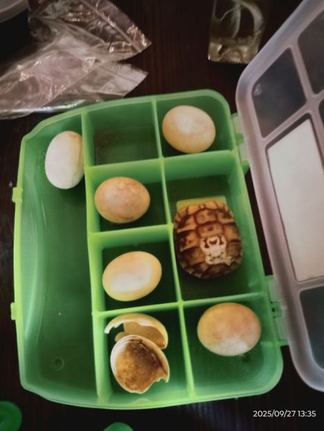  - 2025_26 Ungra cls 5a- 7a -La Cetate