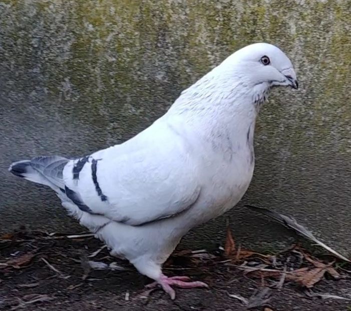 13 - c- MLODE 2025 YOUTH