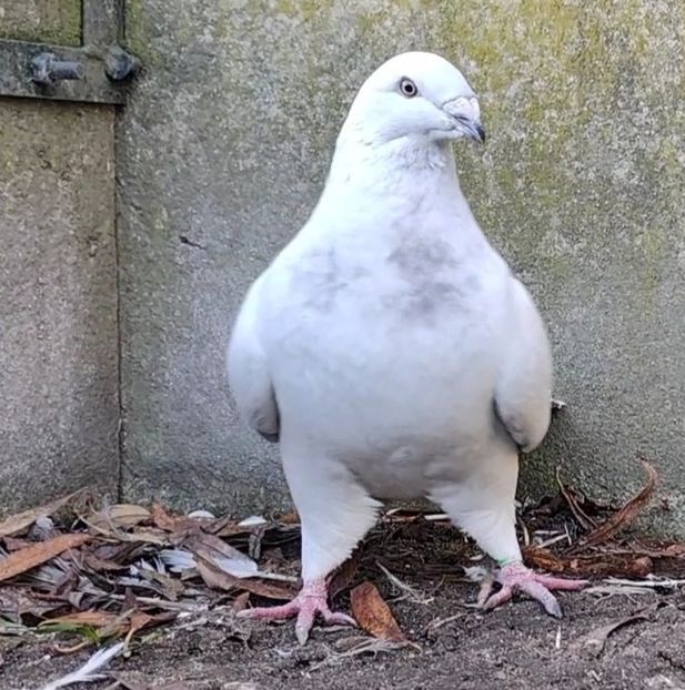 13 - c- MLODE 2025 YOUTH