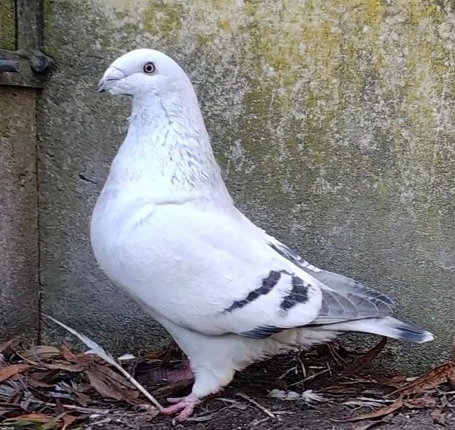 13 - c- MLODE 2025 YOUTH