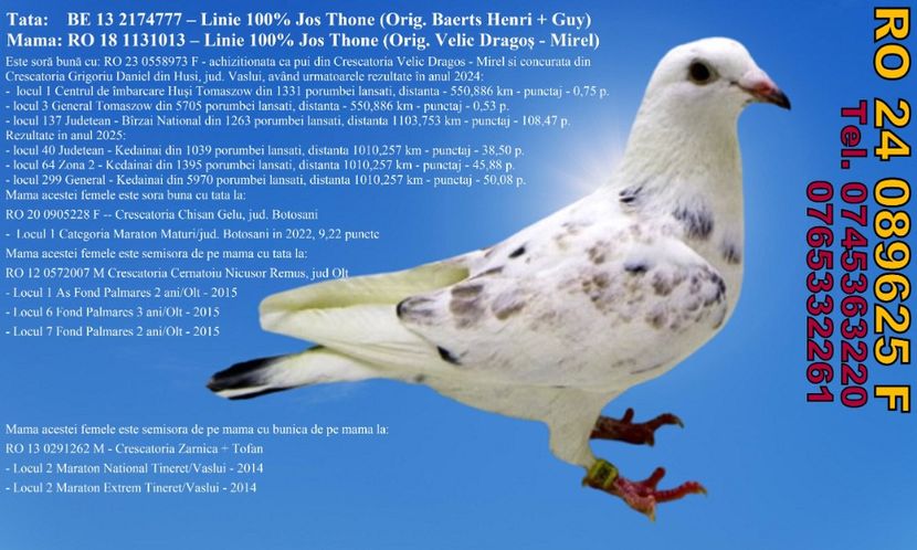 RO 24 089625 F Pret 400 lei + transportul - 11 PORUMBEI - FEMELE - DISPONIBILE DIN ANII 2016 2017 2018 2019 2020 2021