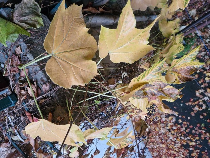  - Brașov noiembrie 2025