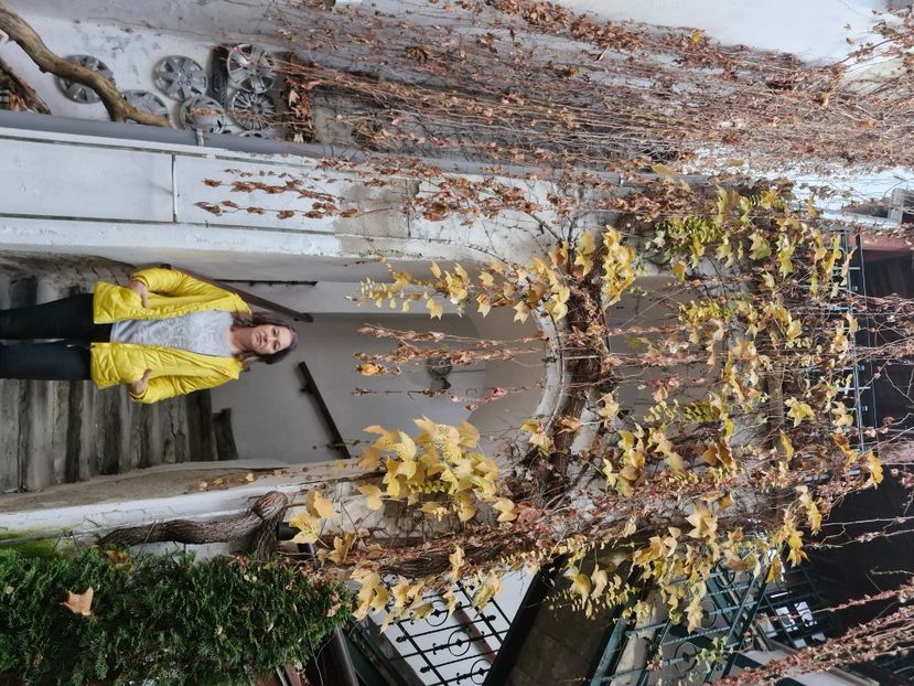  - Brașov noiembrie 2025