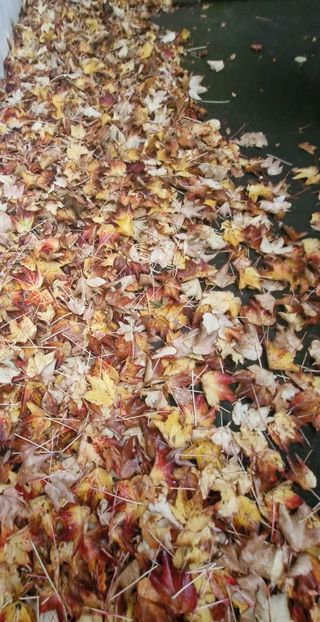  - Brașov noiembrie 2025