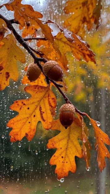  - Brașov noiembrie 2025