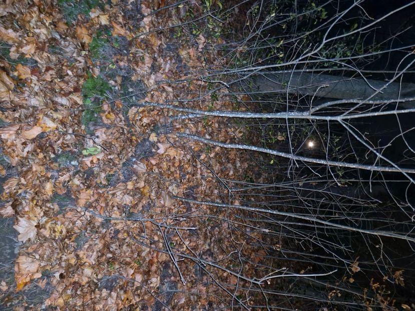  - Brașov noiembrie 2025