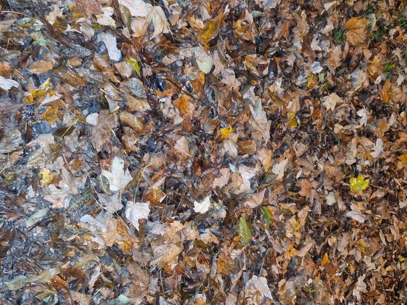  - Brașov noiembrie 2025