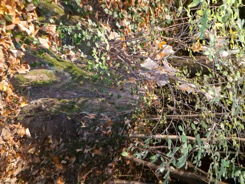  - Brașov noiembrie 2025