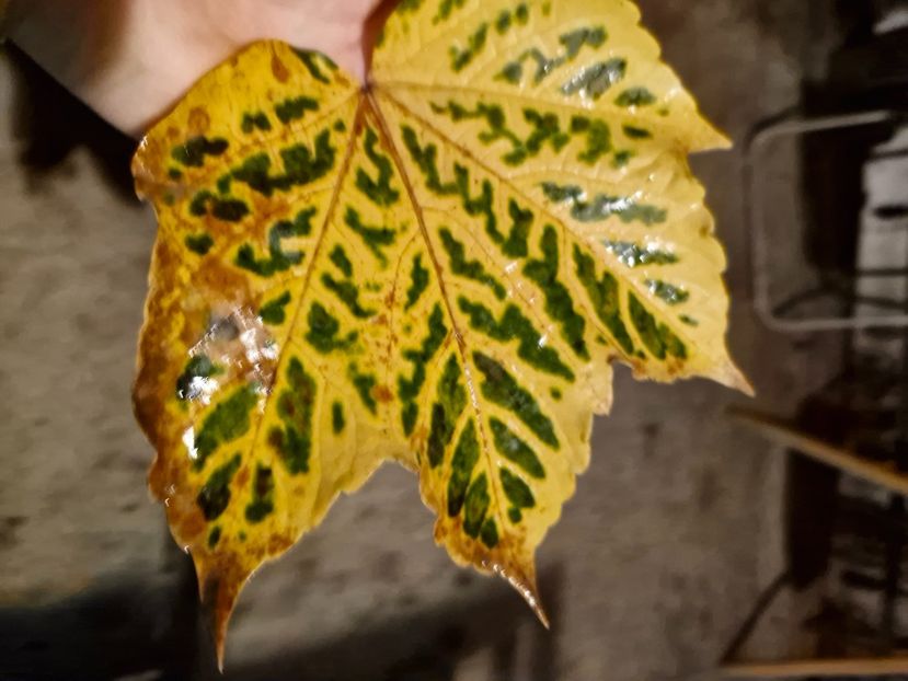  - Brașov noiembrie 2025