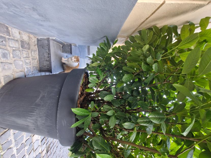  - Brașov noiembrie 2025