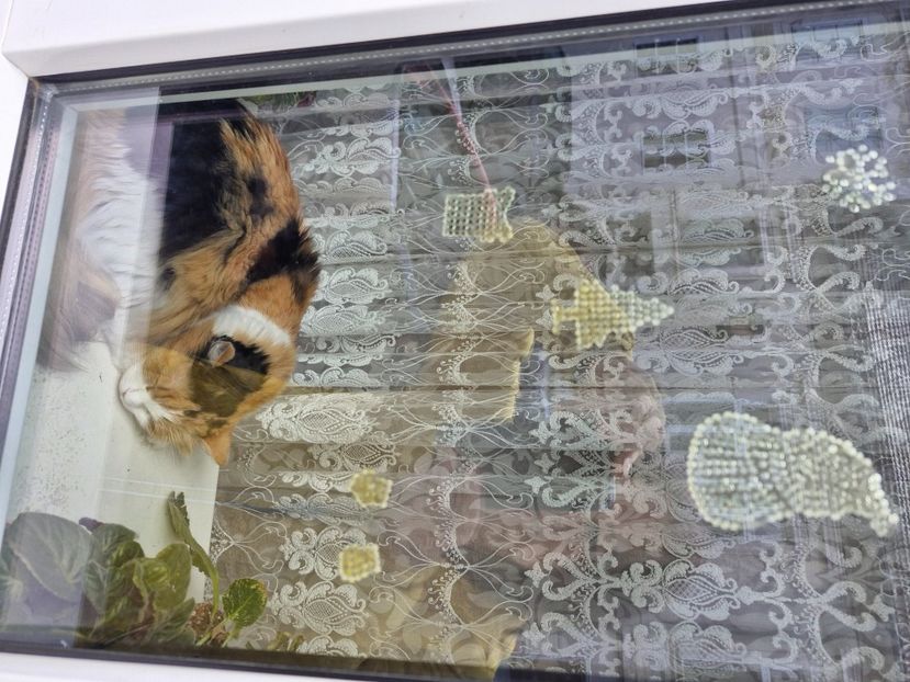  - Brașov noiembrie 2025