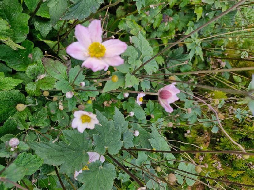  - Brașov noiembrie 2025