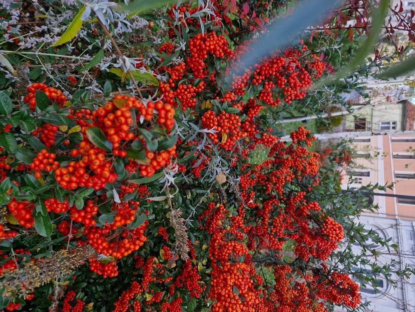  - Brașov noiembrie 2025