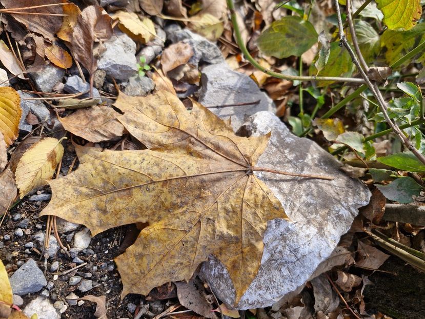  - Brașov noiembrie 2025