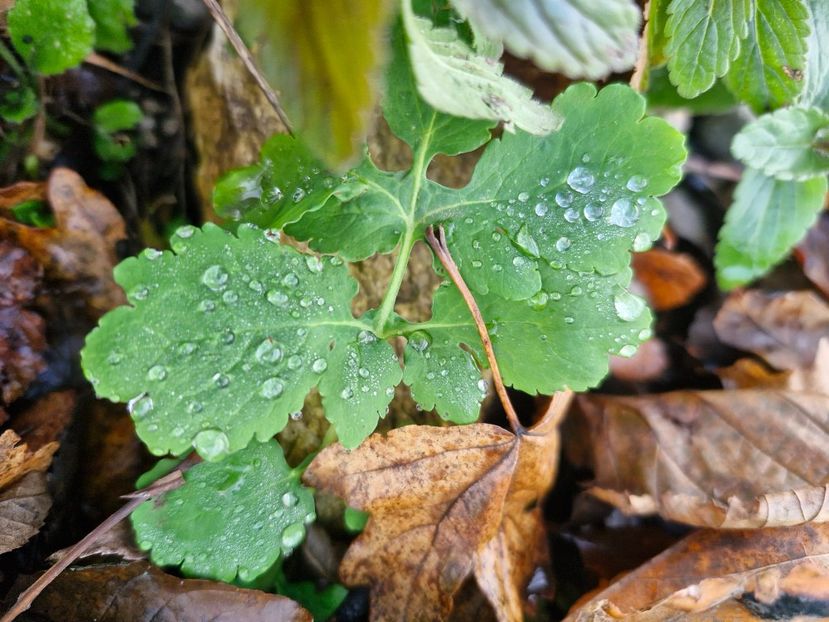  - Brașov noiembrie 2025