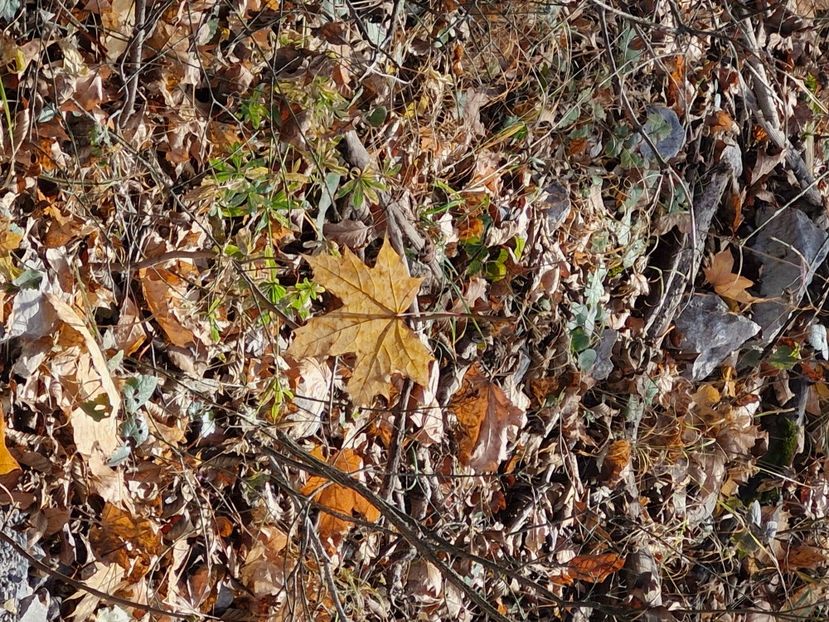  - Brașov noiembrie 2025