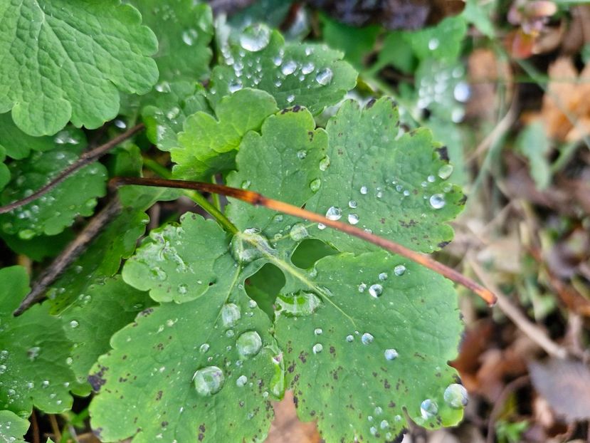  - Brașov noiembrie 2025