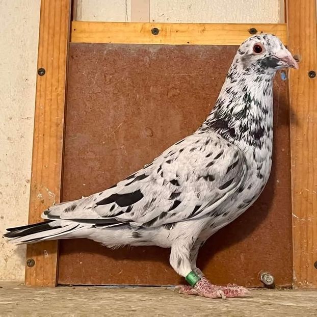  - Nu îmi aparțin 11